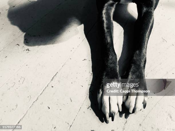 134 Black And White Dog Wallpaper Photos and Premium High Res Pictures - Getty Images 134 Black And White Dog Wallpaper Photos and Premium High Res Pictures - Getty Images