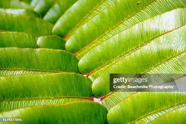 close up view of a fern leaf or frond. - borneo fotografías e imágenes de stock