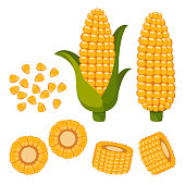 Set of ripe corn, halves and grains in different angles on a white.