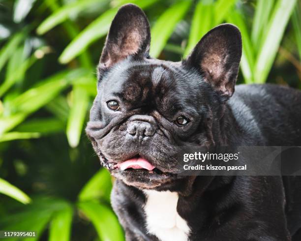 brindle french bulldog in a public park looking at camera - bulldog frances imagens e fotografias de stock