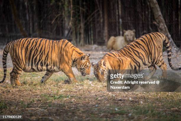 tigers fight - indochinese tiger stock-fotos und bilder