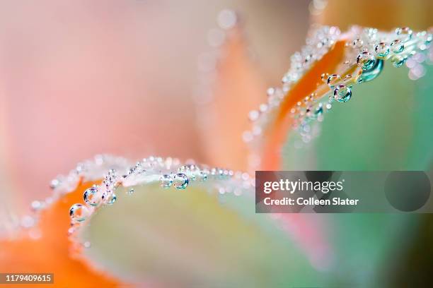 flower underwater with oxygen bubbles on the petals. - macro flower stock pictures, royalty-free photos & images