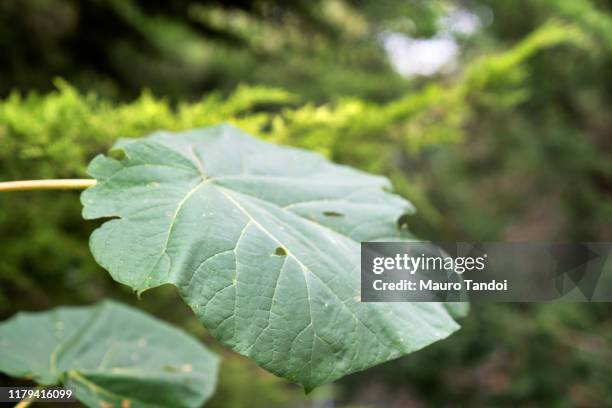 leaf - mauro tandoi foto e immagini stock