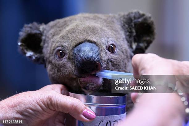 Dehydrated and injured Koala receives treatment at the Port Macquarie Koala Hospital in Port Macquarie on November 2 after its rescue from a bushfire...