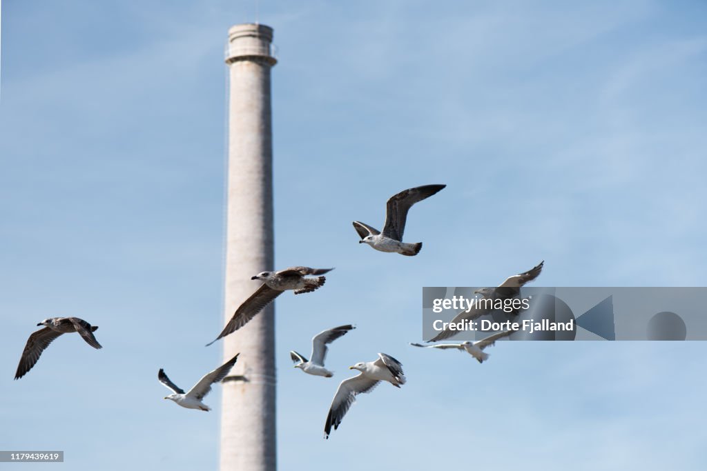 Group of flying seagulls with the blue sky and tall white chimney in the background