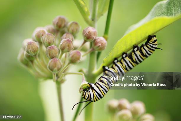 monarch caterpillar on milkweed blossom - butterfly milkweed stock pictures, royalty-free photos & images