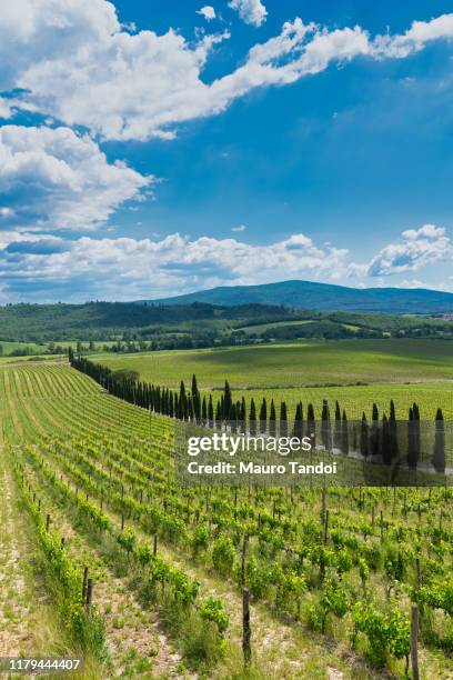 vineyard, tuscany, italy - mauro tandoi foto e immagini stock