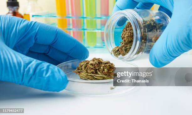 medical cannabis - stock photo - medizinalhanf stock-fotos und bilder