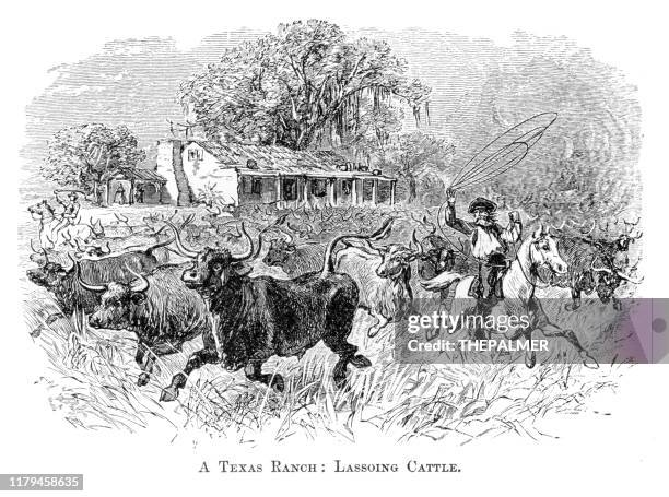 texas ranch lassoing cattle 1881 - texas cattle stock illustrations
