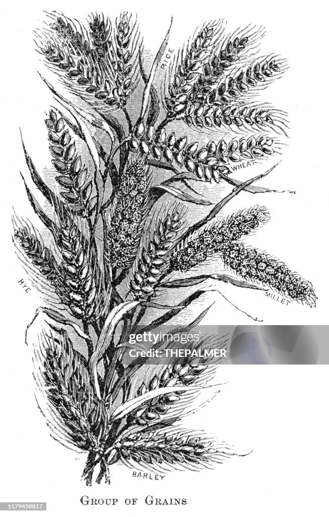 Grains Rye, Barley, Rice, wheat 1881
