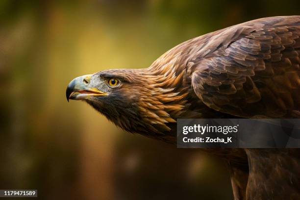 golden eagle porträtt - rovfågel bildbanksfoton och bilder