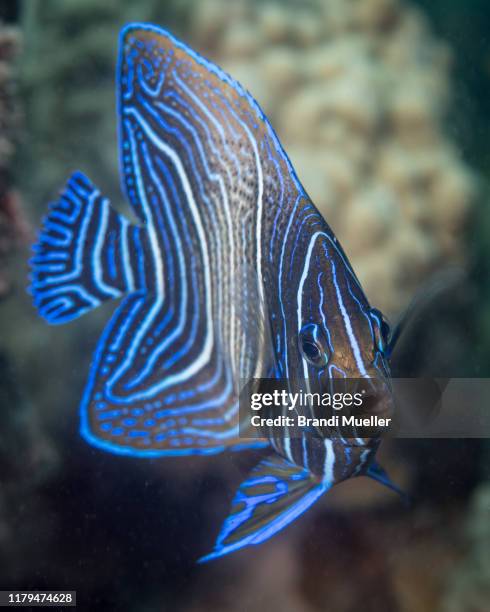 juvenile semicircle angelfish - kaiserfisch stock-fotos und bilder