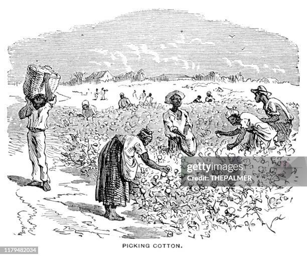 ilustraciones, imágenes clip art, dibujos animados e iconos de stock de grabado de algodón en ee.uu. 1881 - slaves picking cotton