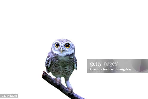 owl, spotted owlet(athene brama) looking at in nature with isolated background - linda rama fotografías e imágenes de stock