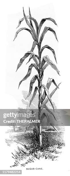 zuckerrohrgravur 1881 - zuckerrohr stock-grafiken, -clipart, -cartoons und -symbole