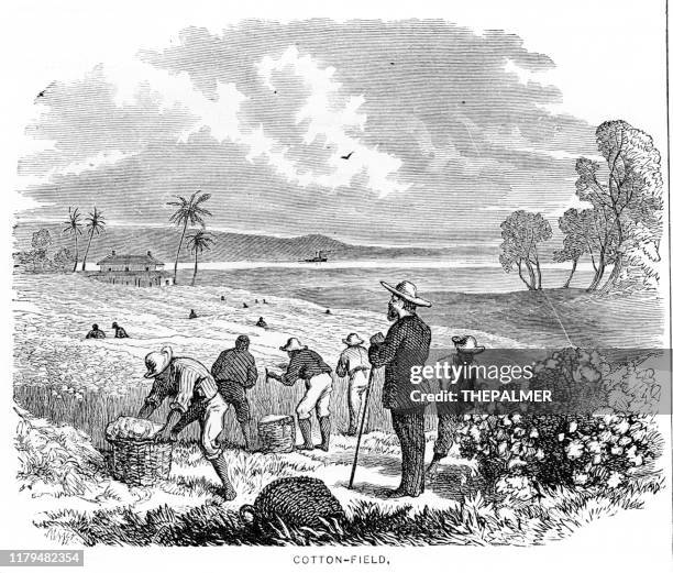 cotton picking usa engraving 1881 - picking produce stock illustrations