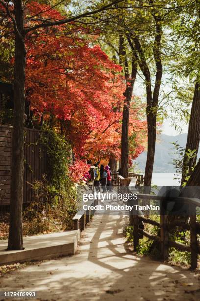 autumn foliage in nami island, south korea - chuncheon fotos stock-fotos und bilder