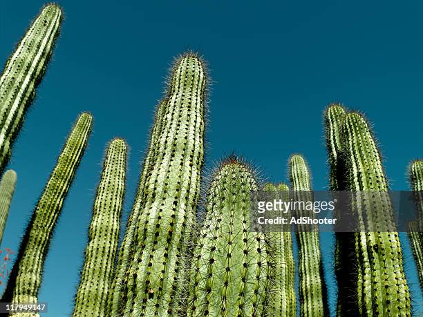 cactus - phoenix arizona stock-fotos und bilder