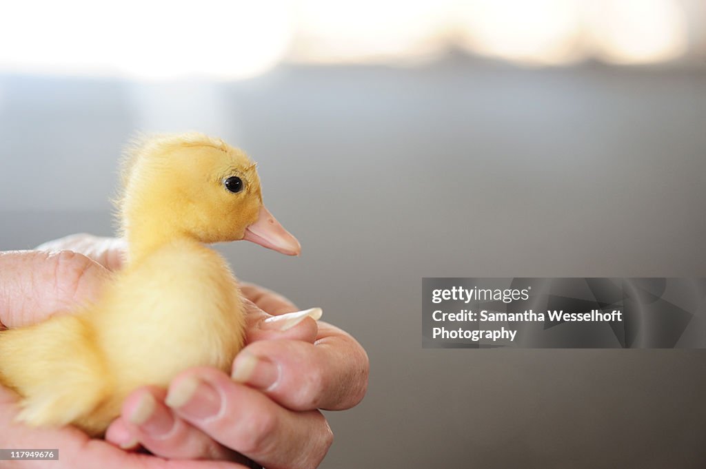 Duckling in hands
