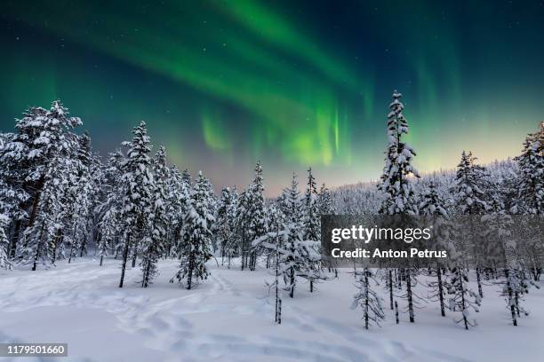 winter forest at at night under the northern lights. finland - clima polar fotografías e imágenes de stock