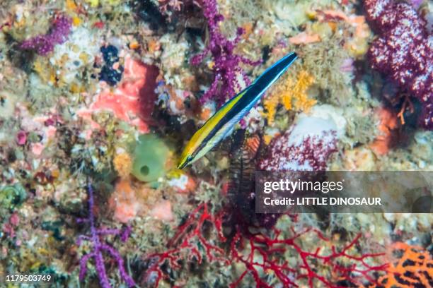 bluestreak cleaner wrasse, labroides dimidiatus - cleaner wrasse stock pictures, royalty-free photos & images