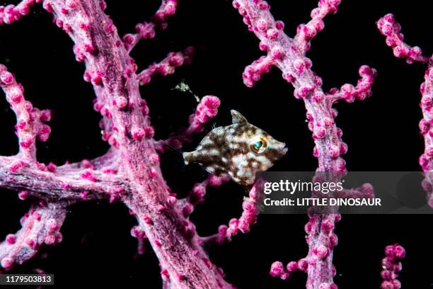 very young and tiny thread sail filefish - segelfische stock-fotos und bilder