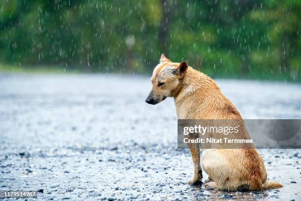 stray dog getting wet in rain on country road. - perros abandonados fotografías e imágenes de stock