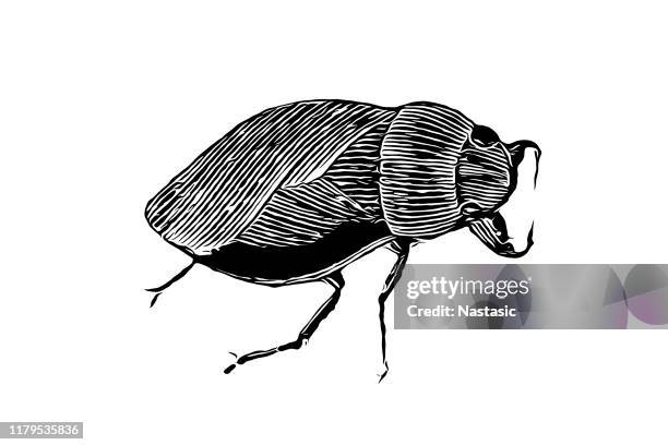 waterbug (ilyocoris cimicoides) - herbivorous stock illustrations