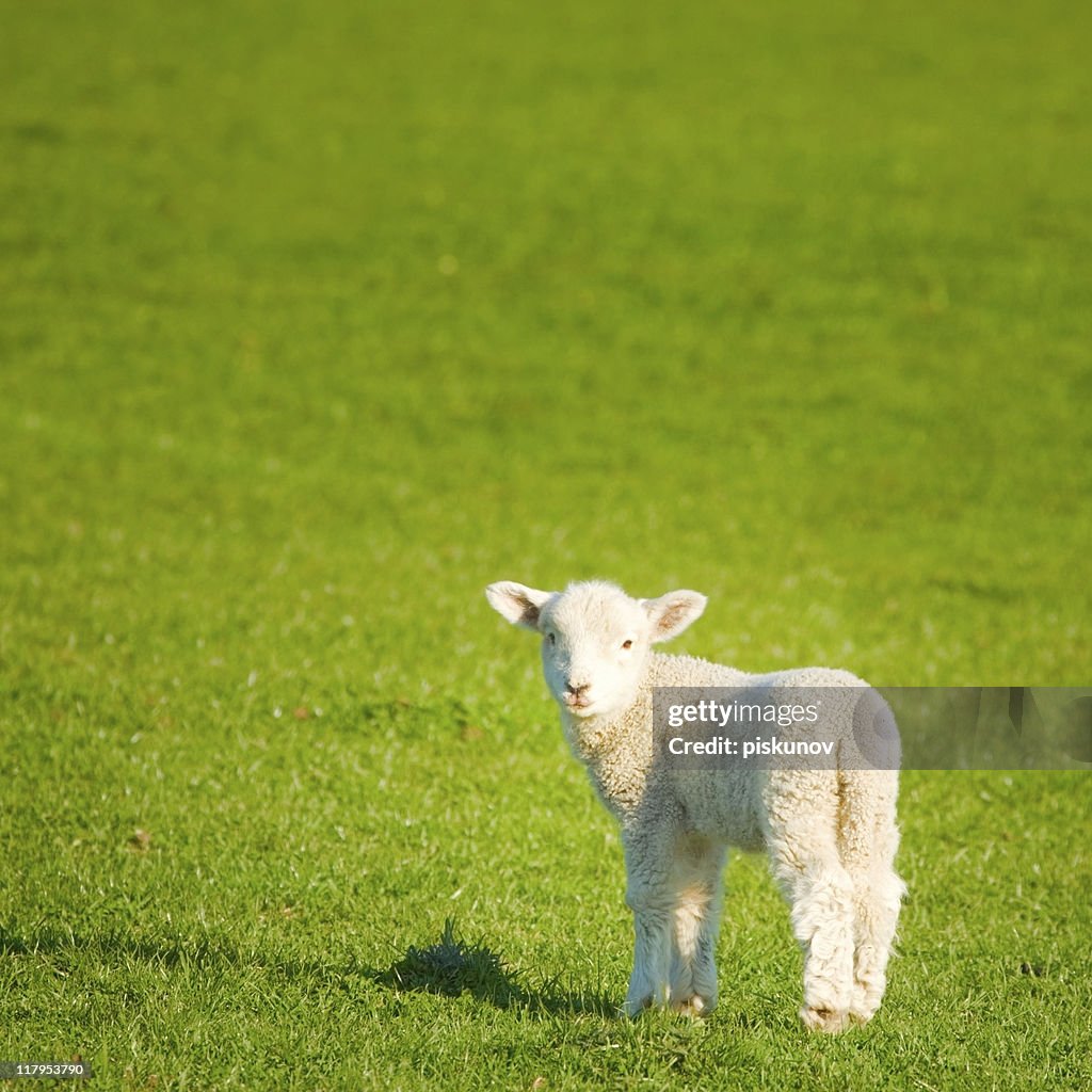 Spring Lamb, New Zealand meadow