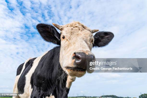 a cow portrait from low angle - cow eye stock pictures, royalty-free photos & images