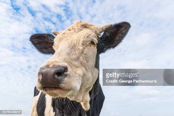a cow portrait close-up from low angle - cow eye stock pictures, royalty-free photos & images