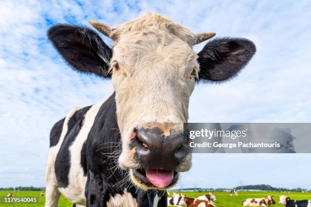 close up of a cow sticking out its tongue - cow eyes stock pictures, royalty-free photos & images