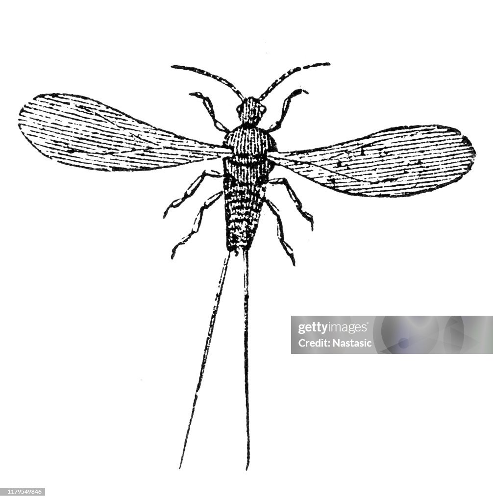 Coccus cacti (Cactus lice)