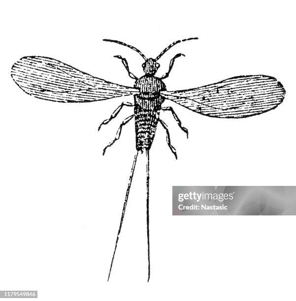 coccus cacti (cactus lice) - succulent macro stock illustrations