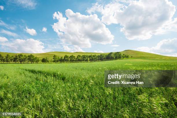 spring on meadow. fresh grass and white clouds - inner mongolia stock pictures, royalty-free photos & images