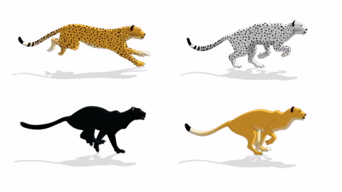 Black Panther Animal Run Cycle Animation High-Res Stock Video Footage - Getty Images Black Panther Animal Run Cycle Animation High-Res Stock Video Footage - Getty Images