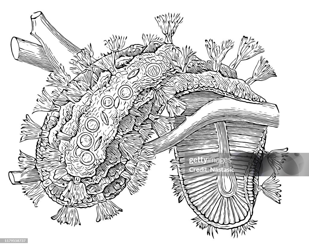 Cristatella mucedo is a bryozoan in the family Cristatellidae, and the only species of the genus Cristatella ,creeping over a stem of water weed