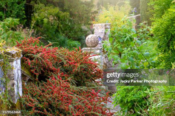 vibrant red winter berries of the cotoneaster horizontalis shrub in an english garden - cotoneaster horizontalis stock pictures, royalty-free photos & images