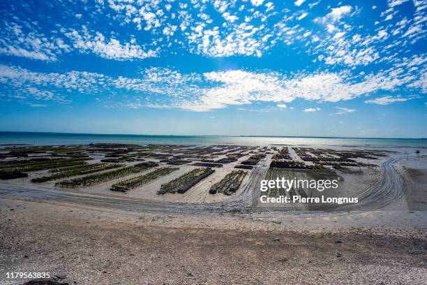 oysters growing in the bay of cancale (low tide), brittany - cancale stock pictures, royalty-free photos & images