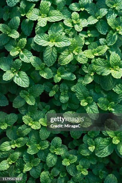 green mint leaves - menta fotografías e imágenes de stock