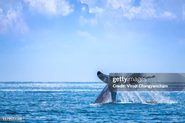 tail of whale bruda at thai bay, sea "u200b"u200banimal concept. - corcunda imagens e fotografias de stock