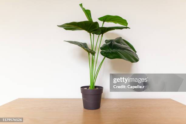 maison - fausse plante d'appartement - petite plante stock pictures, royalty-free photos & images