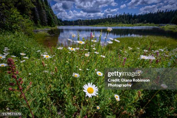 shasta daisies along stump lake near highway 138 in the umpqua national forest, oregon - oxeye daisy stock pictures, royalty-free photos & images