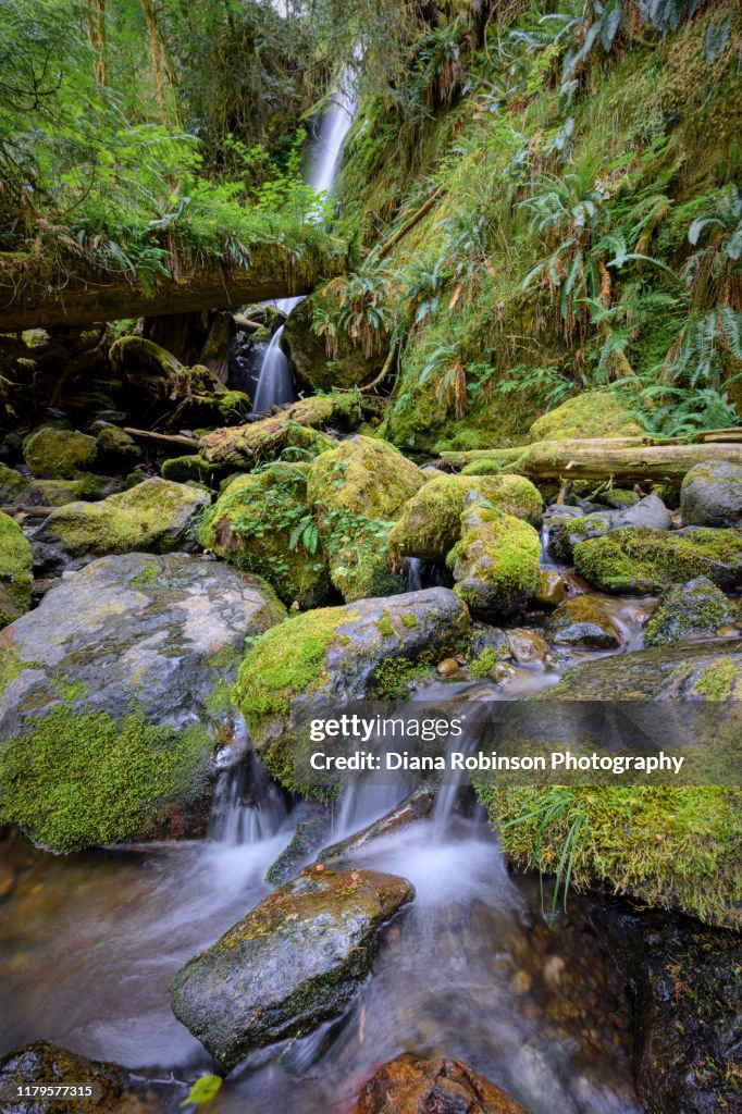 Merriman Falls along South Shore Road near Lake Quinault, Olympic National Park, Washington State