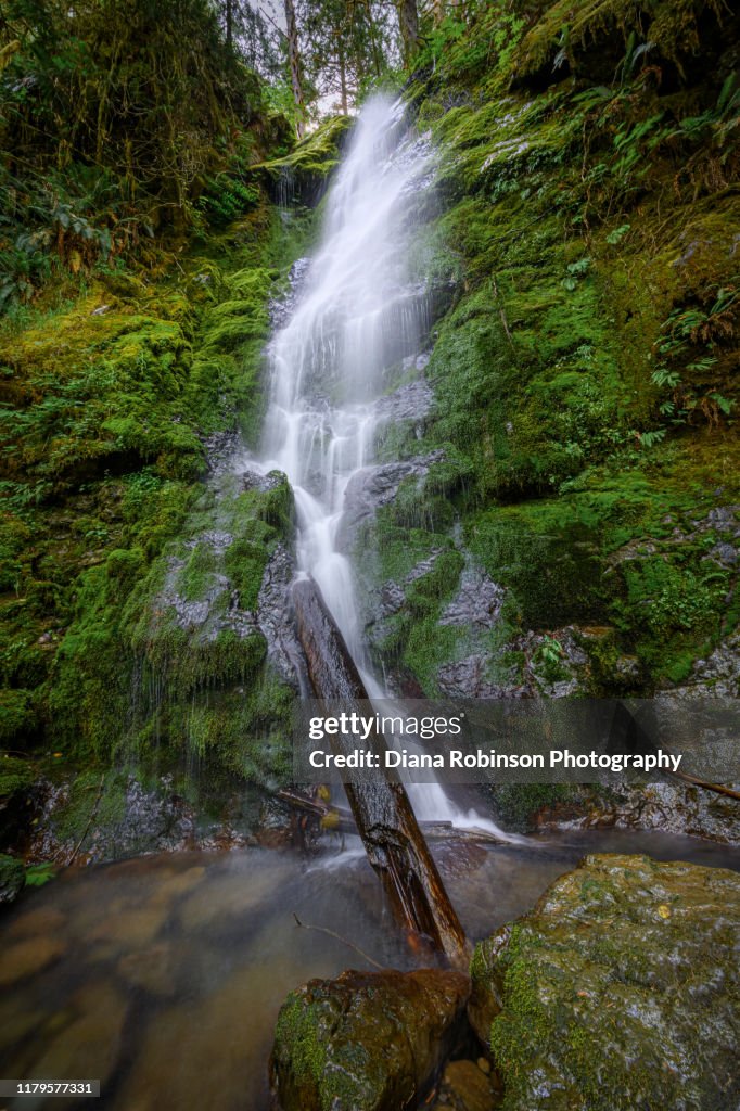 Merriman Falls along South Shore Road near Lake Quinault, Olympic National Park, Washington State