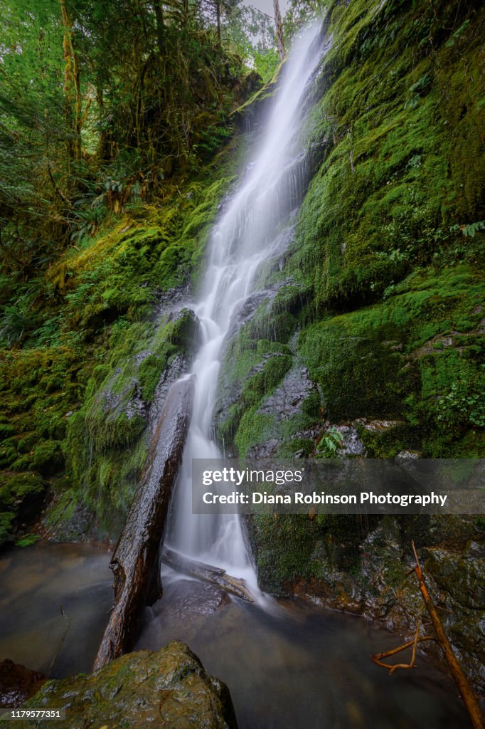 Merriman Falls along South Shore Road near Lake Quinault, Olympic Nationaal Park, Washington State