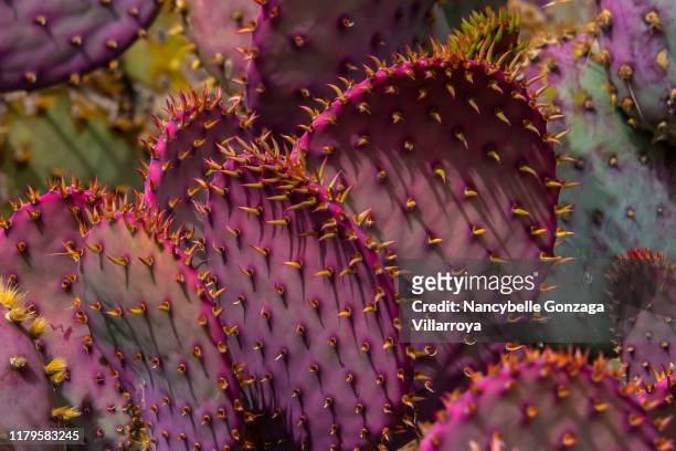 a group of pink and purple desert cactus plant - pique photos et images de collection