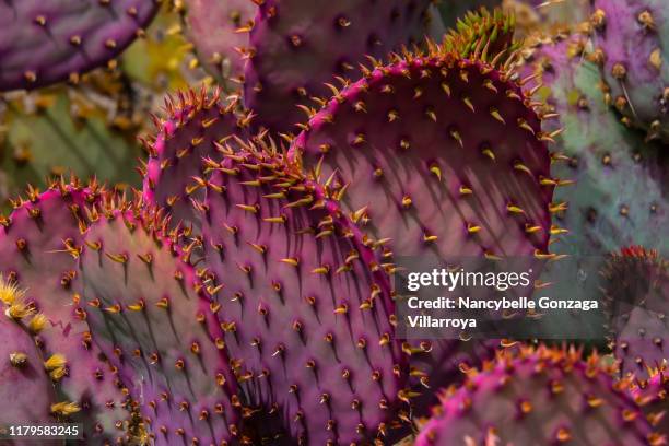 a group of pink and purple desert cactus plant - danger background stock pictures, royalty-free photos & images