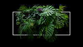 Tropical leaves foliage jungle plant bush foral arrangement nature backdrop with white frame on black background.