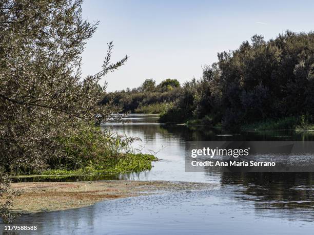 scenic landscape of the tormes river with seaweed or duckweed on its surface and willows, alders and poplars on the banks and trees reflected on the water surface - rushes plant stock pictures, royalty-free photos & images